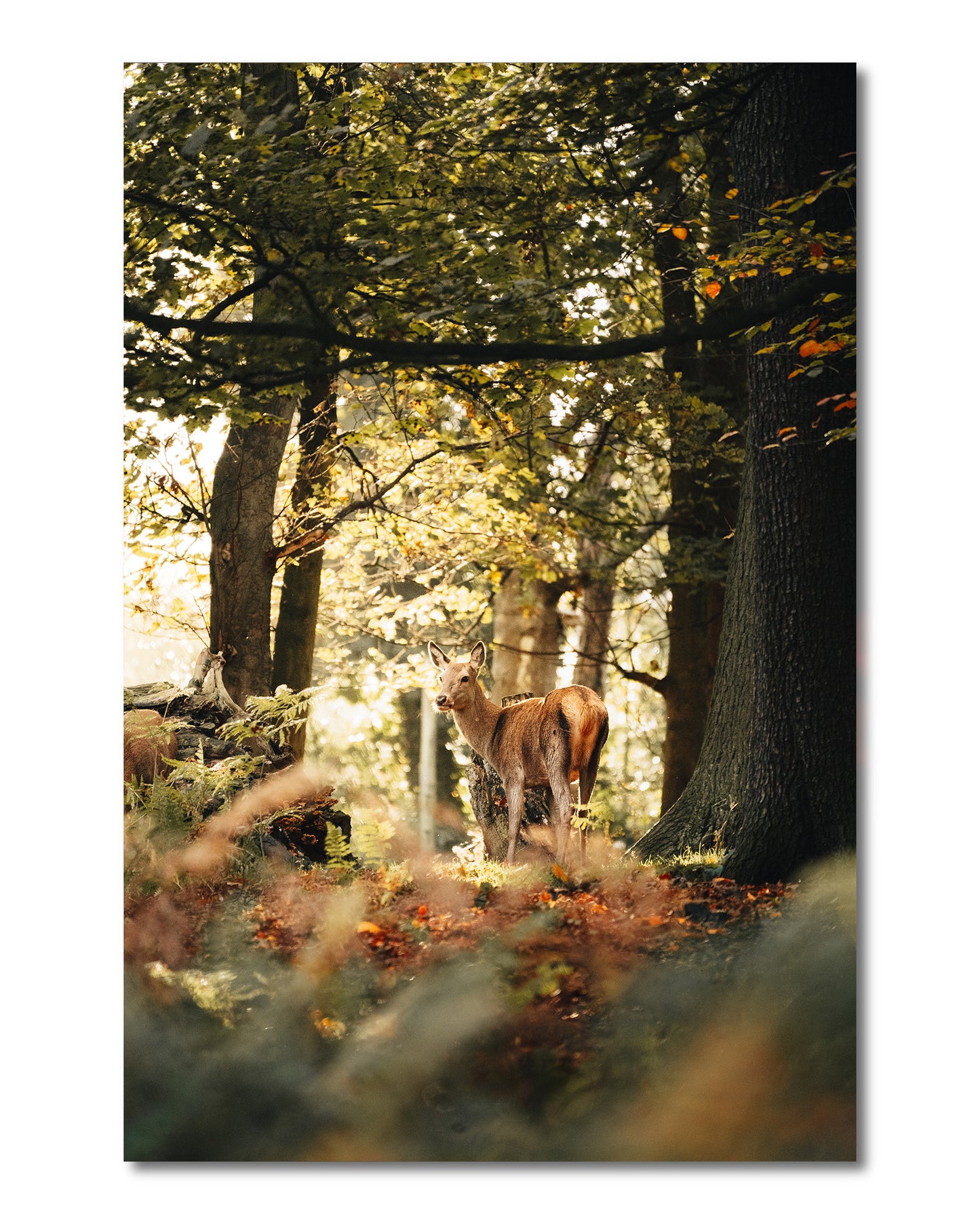 Fallow Deer