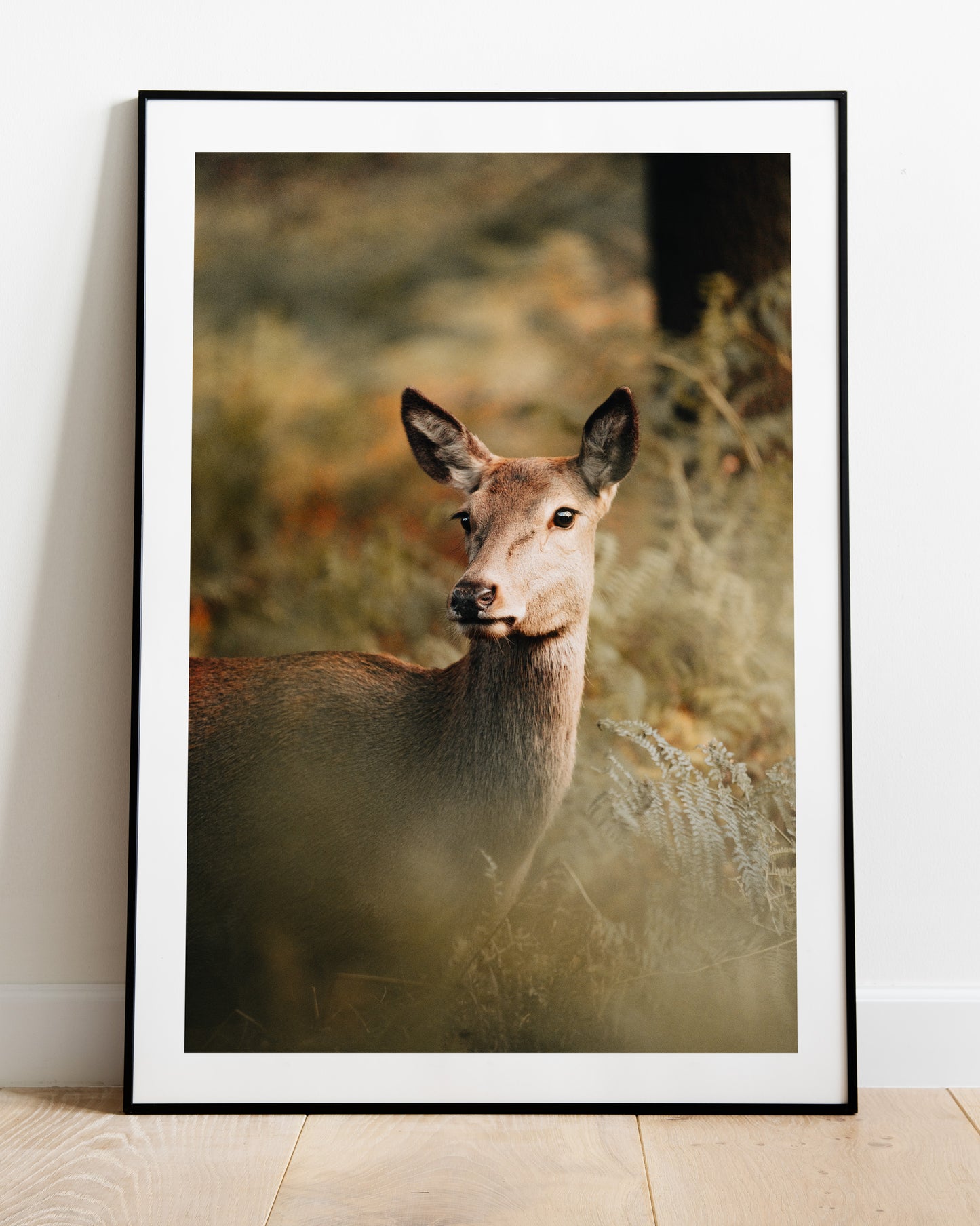 Fallow Deer Portrait