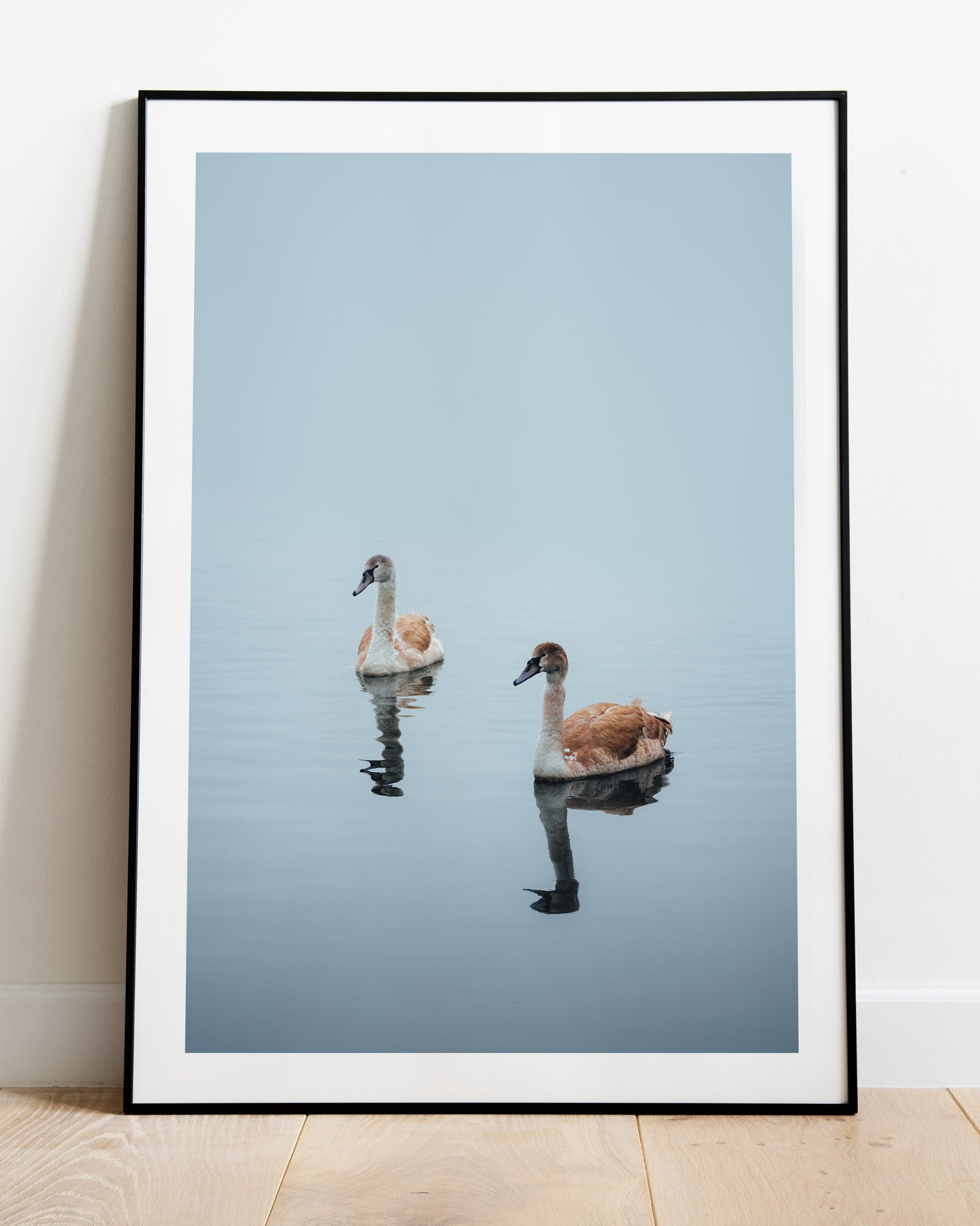 Pair of Cygnets