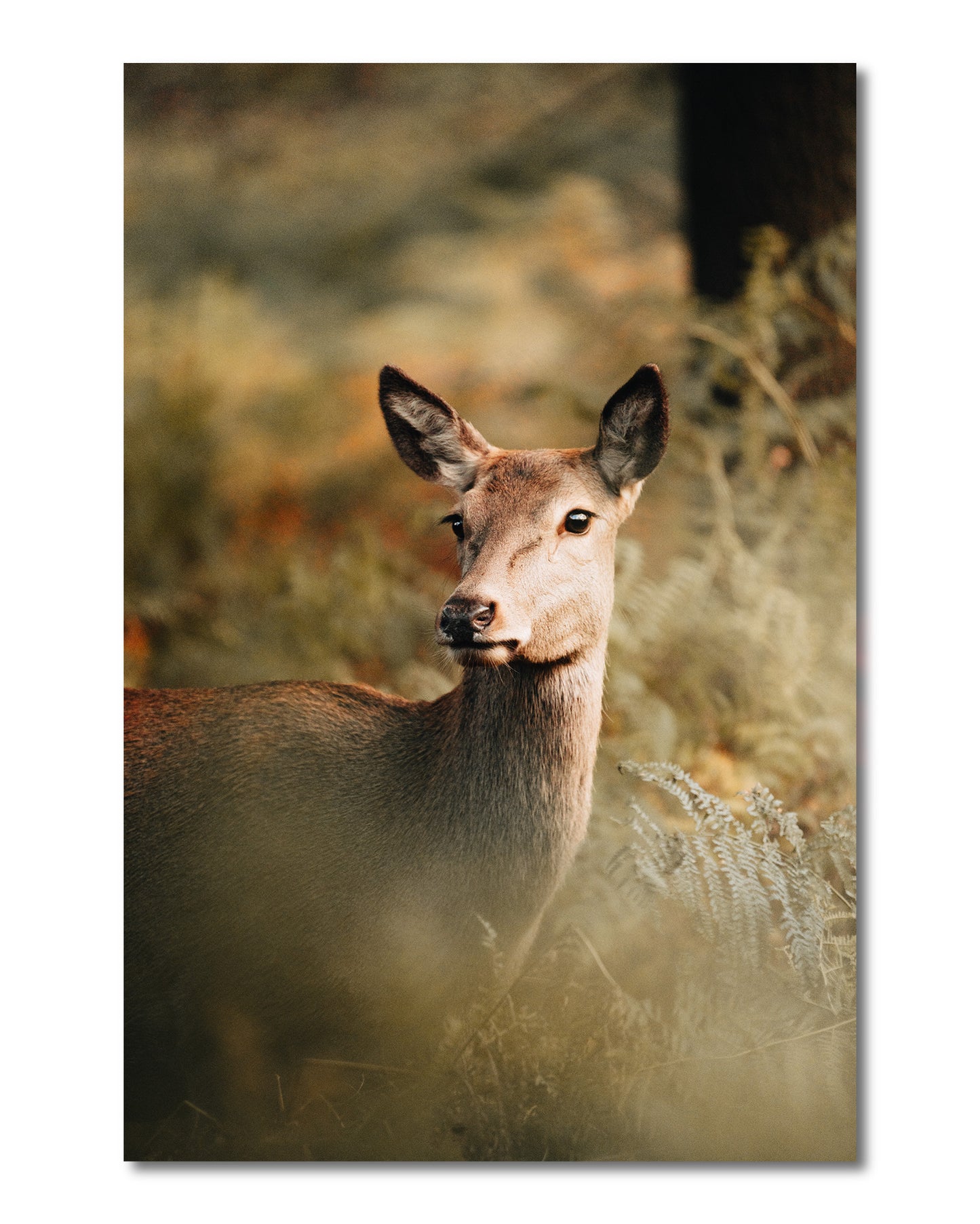 Fallow Deer Portrait