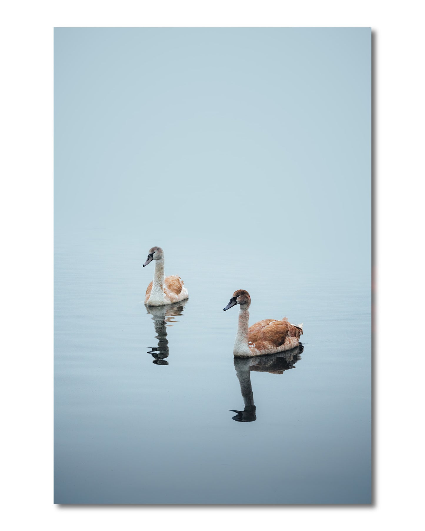 Pair of Cygnets