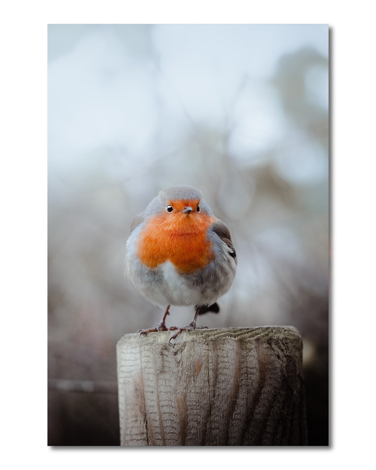 Rockin' Robin