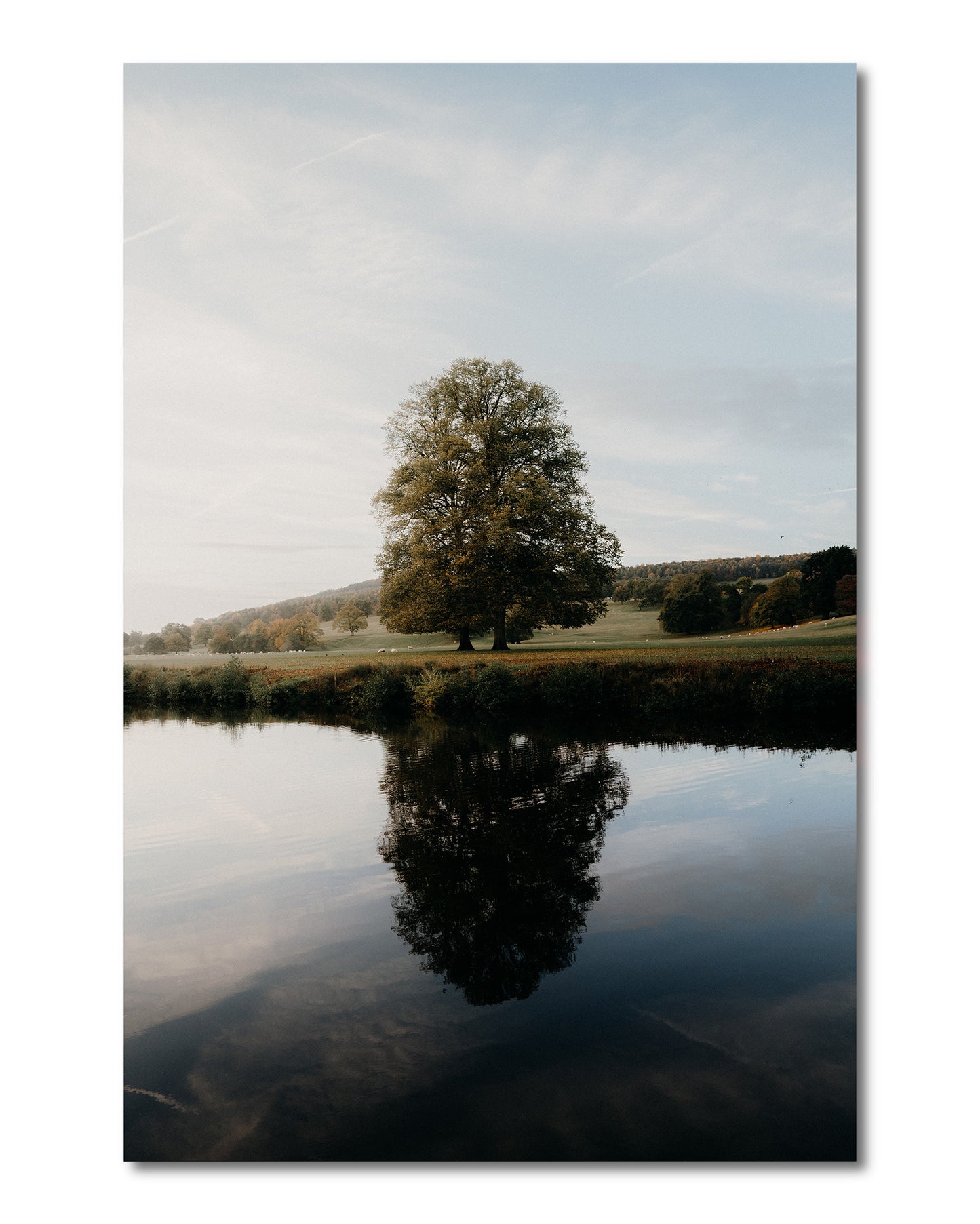 Lone Tree Reflection